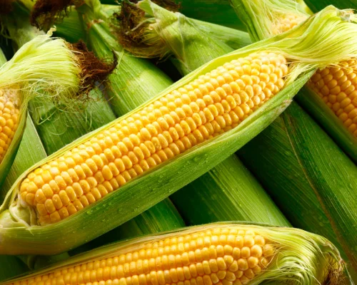 Maize (White & Yellow)